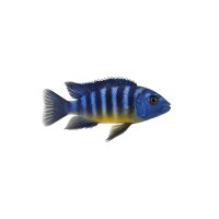 FISCH Zierfisch Cynotilapia afra Cobue 7-8 DNZ