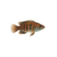 FISCH Zierfisch Blaubarsch DNZ (Badis badis) ML