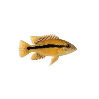 FISCH Zierfisch Acarichthys heckelii Wild 6-8