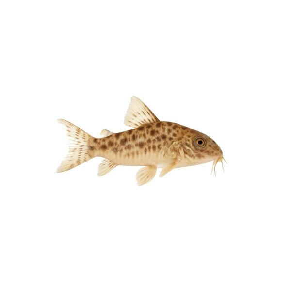 FISCH Zierfisch Brasil Perlmutt Erdfresser DNZ ca. 10cm