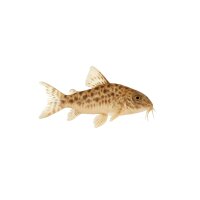 FISCH Zierfisch Brasil Perlmutt Erdfresser DNZ ca. 10cm