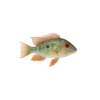 FISCH Zierfisch Geophagus sveni Araguaia NZ 10-12cm