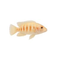 FISCH Zierfisch Albino Heckel´s Buntbarsch M