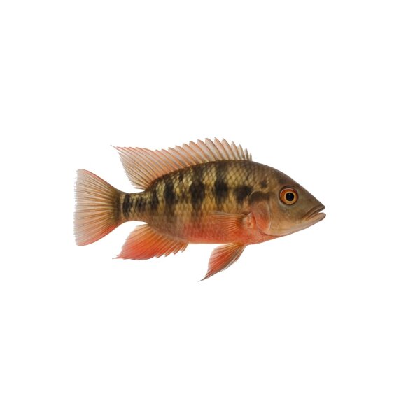FISCH Zierfisch Teufelsangel 6-7 (Satanoperca jurupari)