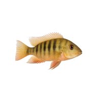 FISCH Zierfisch Geophagus surinamensis DNZ 3-4