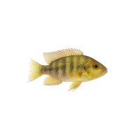 FISCH Zierfisch Biotodoma wavrini 5-6