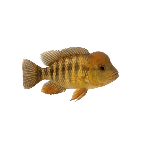 FISCH Zierfisch Balloonkopf Erdfresser 6-7 (Gymnogeophagus balzanii)