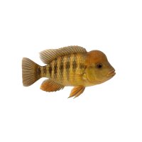 FISCH Zierfisch Balloonkopf Erdfresser 6-7...