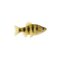 FISCH Zierfisch Wallaciia(Creni.)compressiceps 5-7cm