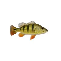 FISCH Zierfisch Cichla ocellaris Brokopondo 5-6cm NZ