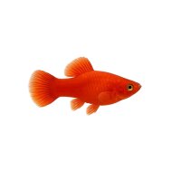 FISCH Zierfisch Saulos Maulbrüter Korall Red 4-5cm DNZ