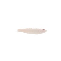 FISCH Zierfisch Snow White Pseudo. socolofi4-5 Albino DNZ
