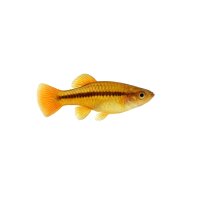 FISCH Zierfisch Nichols Maulbrüter DNZ 5-6