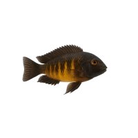 FISCH Zierfisch Tropheus duboisi DNZ 4cm