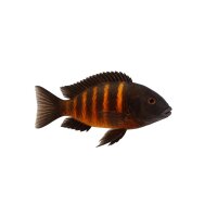FISCH Zierfisch Tropheus moori-Bemba 4-6