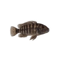 FISCH Zierfisch Buckelkopf Cichlide DNZ 7-8 (Steatocranus...