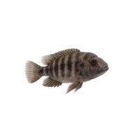 FISCH Zierfisch Buckelkopf-Cichlide 4-6 (Steatocranus...