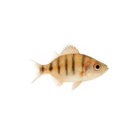FISCH Zierfisch Ind. Glasbarsch L (Parambassis (Chanda)...