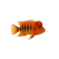 FISCH Zierfisch Buckelkopf-Glasbarsch 6-7