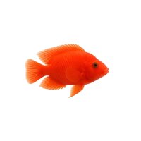 FISCH Zierfisch Roter Papageienfisch 7-8