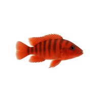 FISCH Zierfisch Roter Papa.Barsch 4-5