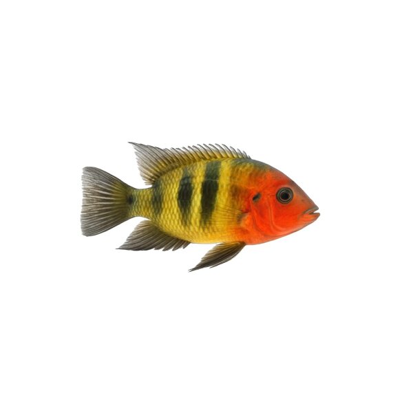 FISCH Zierfisch Vieja bifasciata INZ 10cm