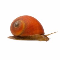 SCHNECKEN Zierschnecke Rote Rennschnecke 1,5-2 Neritina...