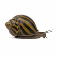 SCHNECKEN Zierschnecke Zebra-Rennschnecke 2-2,5