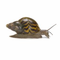SCHNECKEN Zierschnecke Rennschnecken Mix 2-2,5