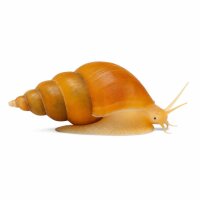 SCHNECKEN Zierschnecke Orange Track-Rennschnecke2-2,5