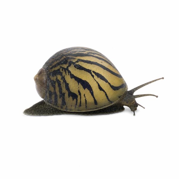 SCHNECKEN Zierschnecke Geweihschnecke ML-L Clithon diadema (Corona)