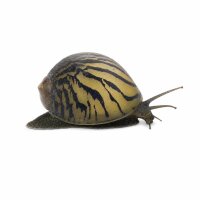 SCHNECKEN Zierschnecke Geweihschnecke ML-L Clithon...