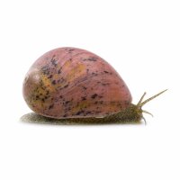 SCHNECKEN Zierschnecke Pink Lady Schnecke ML (Clithon...