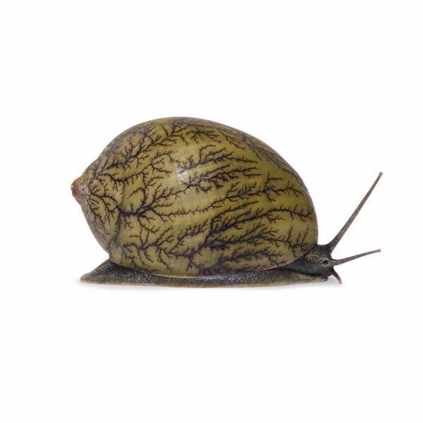 SCHNECKEN Zierschnecke Geweihschnecke SM Clithon diadema (Corona)