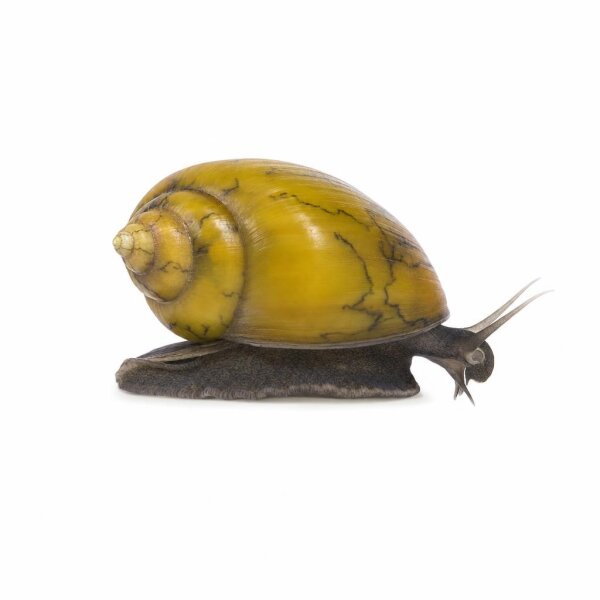 SCHNECKEN Zierschnecke Yellow Fancy Geweihschnecke L (Clithon sowerianum)