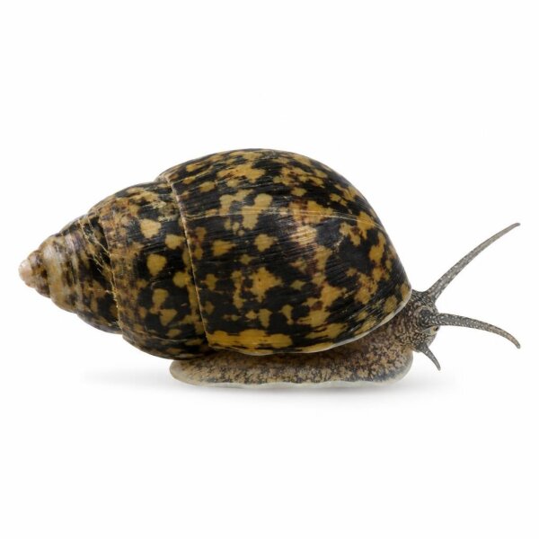 SCHNECKEN Zierschnecke Mosaik Rennschnecke 1,5-2