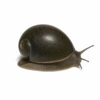 SCHNECKEN Zierschnecke Militär-Helmschnecke 2-2,5cm