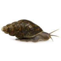 SCHNECKEN Zierschnecke Trop.Sumpfdeckelschnecke 3-4