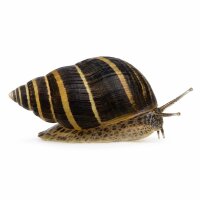 SCHNECKEN Zierschnecke Piano / Pinselalgen Schnecke 3cm