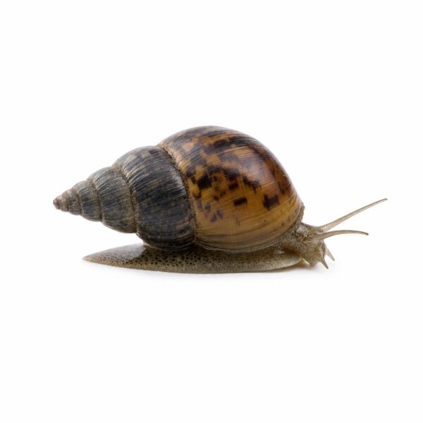 SCHNECKEN Zierschnecke Bella-Schnecke 2-2,5cm Paludomus sp.II