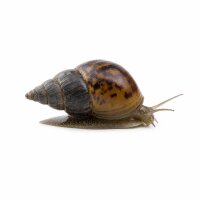 SCHNECKEN Zierschnecke Bella-Schnecke 2-2,5cm Paludomus...