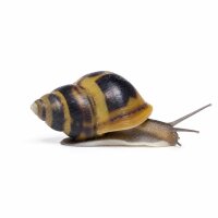 SCHNECKEN Zierschnecke Batman-Schnecke 1,5cm