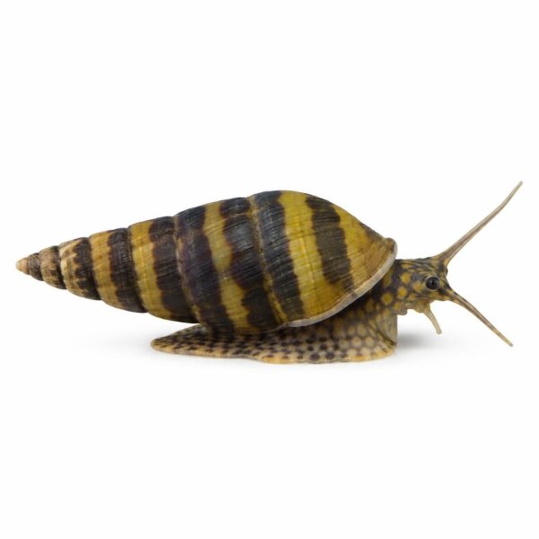 SCHNECKEN Zierschnecke Gestr. Raub-Schnecke 1,5-2cm (Anentome helena)