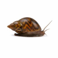 SCHNECKEN Zierschnecke Sulawesi-Schnecke 2-2,5