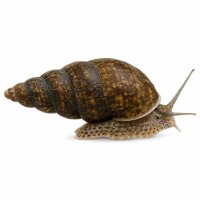 SCHNECKEN Zierschnecke Riesen Turmdeckelschnecke 3-4...