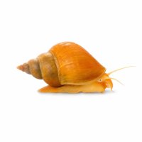SCHNECKEN Zierschnecke Orange Sulawesi-Schnecke 4-6...
