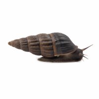 SCHNECKEN Zierschnecke Teufelsdornschnecke 4-5 (Faunus ater)