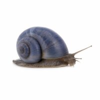 SCHNECKEN Zierschnecke Blueberry Schnecke ML