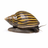 SCHNECKEN Zierschnecke Bienenschnecke 3-4