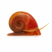 SCHNECKEN Zierschnecke Rote Posthornschnecke 1cm